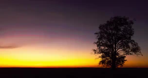 Przerost drzewa w polu o świcie, piękny jesienny krajobraz, timelapse w polu — Wideo stockowe