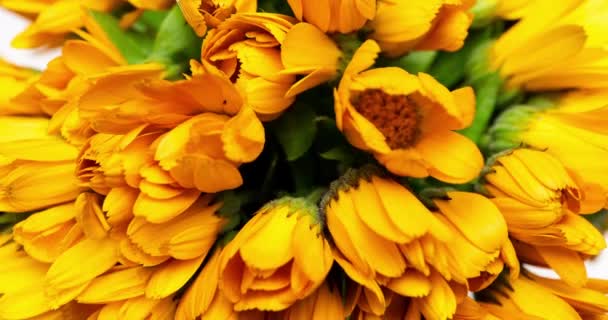 Timelapse of calendula flowers blooming on white background. — Stok Video