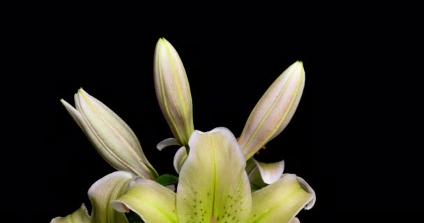 Жовті лілії цвітуть на чорному тлі, проміжок часу, красиві квіти — стокове відео