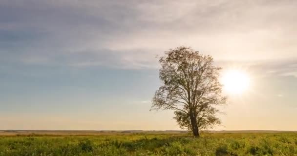 Gün batımında bir tarladaki yalnız bir ağacın etrafında aşırı hız yapmak, güzel bir zaman atlaması, sonbahar manzarası. — Stok video