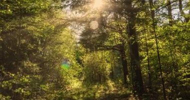 Yeşil Orman. Pine Trees Peri Ormanı. Ağaçlar. Ormanın içinde hareketlilik var. Yazın harika yeşil dağ ormanları