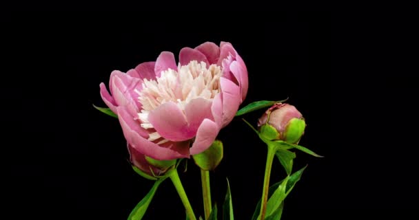 Bouquet timelapse de peônias rosa florescendo em fundo preto. Flores de peônias florescentes abertas, close-up. Cenário de casamento, Dia dos Namorados. 4K UHD de vídeo. — Vídeo de Stock