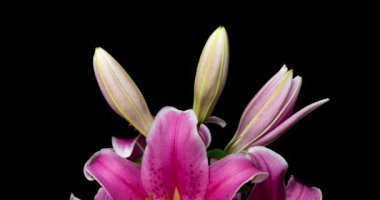 Siyah arka plandaki güzel pembe zambakların zaman aşımı videosu 4k