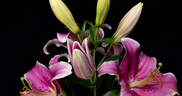 Time lapse of blooming beautiful pink lilies on black background video 4k — Stock Video