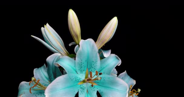 Time-lapse shot of unfolding blue lily flower isolated on black background — Stock Video