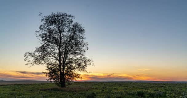 Hyperlapse um einen einsamen Baum auf einem Feld bei Sonnenuntergang, schöner Zeitraffer, Herbstlandschaft — Stockvideo