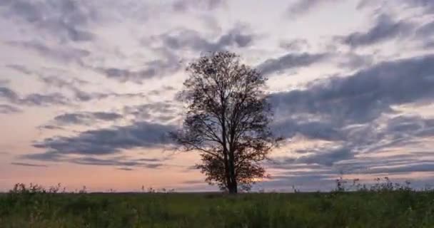 Hyperlapse wokół samotnego drzewa na polu podczas zachodu słońca, piękny upływ czasu, jesienny krajobraz, pętla wideo — Wideo stockowe