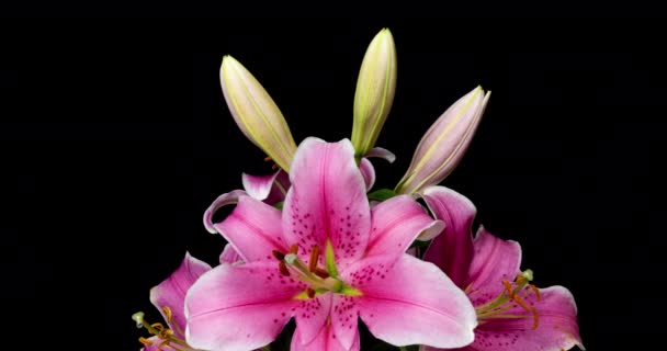 A bouquet of beautiful pink lilies blooms in a time lapse on a black background, 4k video — Stock Video