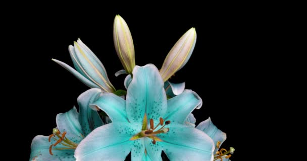 Time-lapse tiro de desdobramento azul lírio flor isolada no fundo preto — Vídeo de Stock