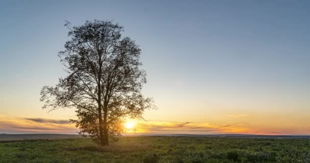 Hiperlapso em torno de uma árvore solitária em um campo durante o pôr do sol, belo lapso de tempo, paisagem de outono — Vídeo de Stock