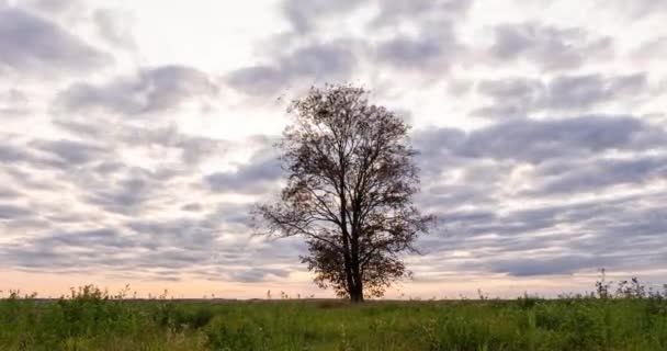 Hiperlapso em torno de uma árvore solitária em um campo durante o pôr do sol, belo lapso de tempo, paisagem de outono — Vídeo de Stock