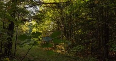 Yeşil Orman. Pine Trees Peri Ormanı. Ağaçlar. Ormanın içinde hareketlilik var. Yazın harika yeşil orman. Gölün üzerinde gün batımı. Kamera sağa doğru hareket ediyor, zaman aşımı 4K. Hiperlapse