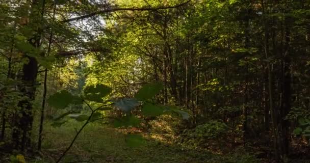 Πράσινο Δάσος. Δάσος νεράιδων πεύκων. Σχηματισμός δέντρων. Κινήσεις κάμερας μέσα στο δάσος. Υπέροχο πράσινο δάσος το καλοκαίρι. Ηλιοβασίλεμα πάνω από τη λίμνη. Κίνηση κάμερας προς τα δεξιά, χρονική υστέρηση 4k. Υπέρταση — Αρχείο Βίντεο