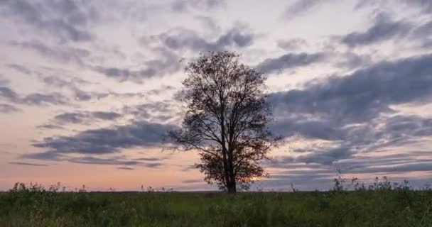 Hyperlapse wokół samotnego drzewa na polu podczas zachodu słońca, piękny upływ czasu, jesienny krajobraz, pętla wideo — Wideo stockowe