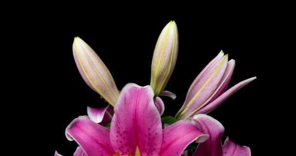 Time lapse of blooming beautiful pink lilies on black background video 4k — Stock Video