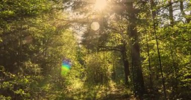 Yeşil Orman. Pine Trees Peri Ormanı. Ağaçlar. Ormanın içinde hareketlilik var. Yazın harika yeşil dağ ormanları