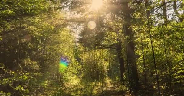 녹색 숲. 소나무 요정 숲. 나무의 패턴. 숲 속에서 카메라움직임. 여름의 아름다운 푸른 산속의 숲 — 비디오