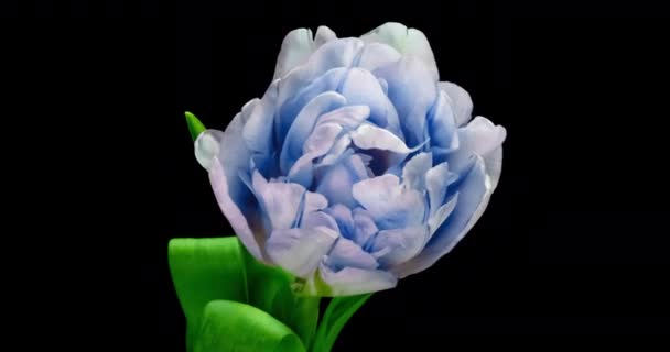 Piękny niebieski tulipan w momencie otwarcia, upływ czasu, 4k wideo — Wideo stockowe
