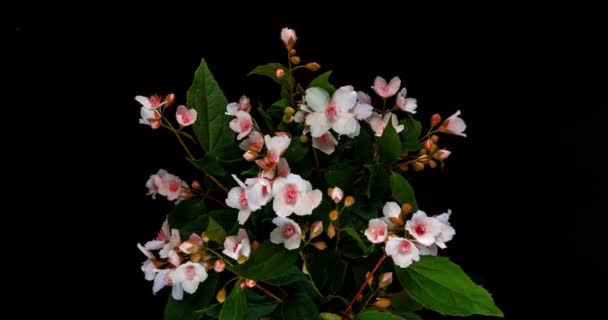 Time lapse of pink jasmine flowers on black background, beautiful unusual pink jasmine flowers 4k
