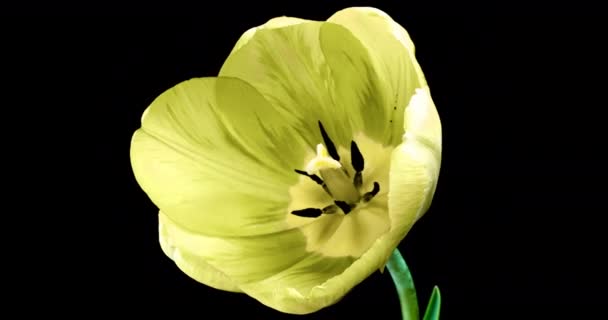 Žlutý otvírací čas tulipánů na černém pozadí, alfa kanál. makro. na černém pozadí, Jaro, Šťastný Den matek, Valentýn, Velikonoce, 4k. — Stock video