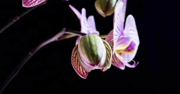 Krásná orchidej se odvíjí v časovém odstupu na černém pozadí — Stock video