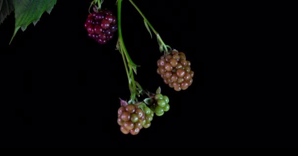 Bramen rijpen op zwarte achtergrond, time lapse — Stockvideo