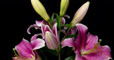 Siyah arka plandaki güzel pembe zambakların zaman aşımı videosu 4k