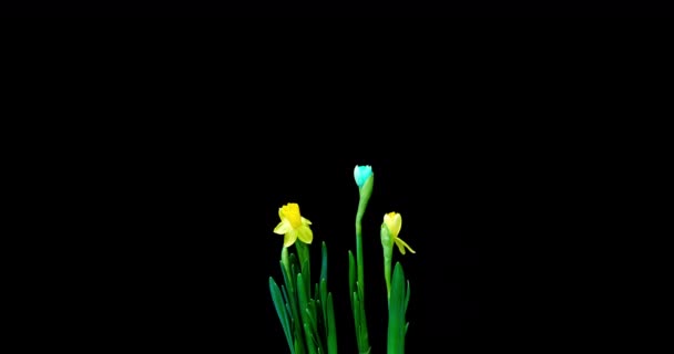 Lapso de tempo tiroteio do crescimento e floração de um buquê de narcisos azuis e amarelos em um fundo preto, vídeo 4k. Lindas flores incomuns. — Vídeo de Stock