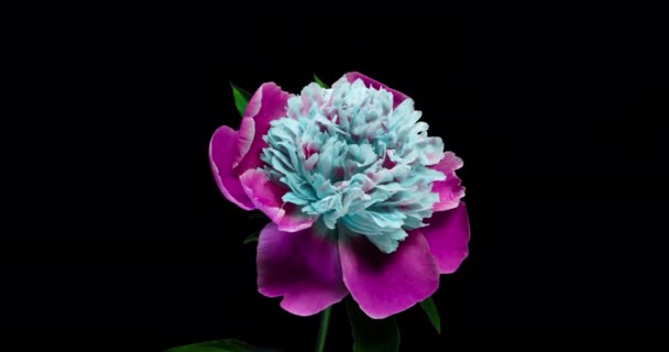 Piękne niebieskie tło Peony. Kwitnący kwiat piwonii otwarte, czas upływu czasu 4K UHD wideo timelapse — Wideo stockowe