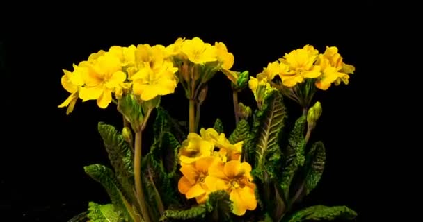 黑色背景上的黄色报春花，时光流逝，4k — 图库视频影像