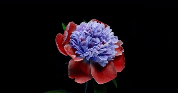 Fundo Peony azul bonito. Floração peônia flor aberta, lapso de tempo 4K UHD vídeo timelapse — Vídeo de Stock