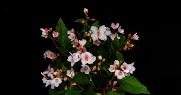 Time lapse van roze jasmijn bloemen op zwarte achtergrond, mooie ongewone roze jasmijn bloemen 4k — Stockvideo