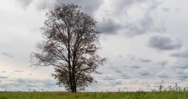 Hyperlapse körül egy magányos fa a területen naplementekor, szép idő kihagyása, őszi táj — Stock videók