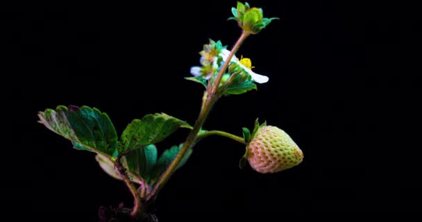 Jordbær busk modner i en tid bortfalder på en sort baggrund, modning remontant jordbær – Stock-video