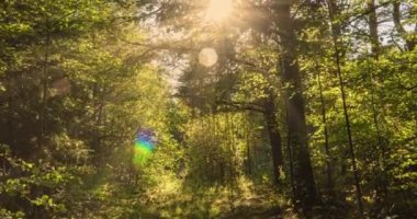 Yeşil Orman. Pine Trees Peri Ormanı. Ağaçlar. Ormanın içinde hareketlilik var. Yazın harika yeşil dağ ormanları