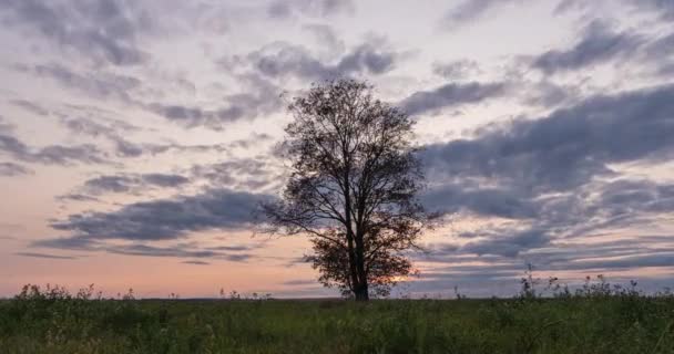 Hiperlapso alrededor de un árbol solitario en un campo durante el atardecer, hermoso lapso de tiempo, paisaje otoñal, bucle de video — Vídeo de stock