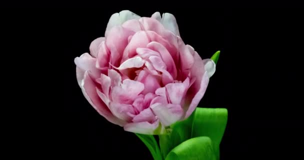 Timelapse de uma flor de tulipa peônia dupla rosa clara florescendo no fundo branco — Vídeo de Stock