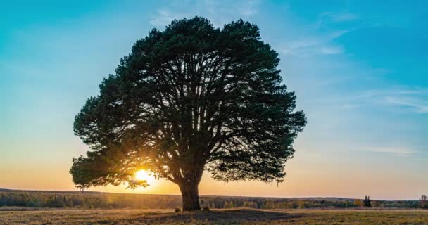 Grote vertakte mooie dennenboom in het veld tegen de achtergrond van een prachtige zonsondergang, time lapse, hyperlapse. Herfstlandschap — Stockvideo