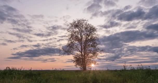 Hiperlapso alrededor de un árbol solitario en un campo durante el atardecer, hermoso lapso de tiempo, paisaje otoñal, bucle de video — Vídeo de stock