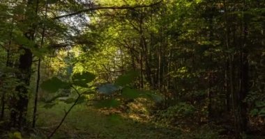 Yeşil Orman. Pine Trees Peri Ormanı. Ağaçlar. Ormanın içinde hareketlilik var. Yazın harika yeşil orman. Gölün üzerinde gün batımı. Kamera sağa doğru hareket ediyor, zaman aşımı 4K. Hiperlapse
