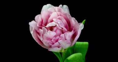 Beyaz arka planda açan açık pembe, duble şakayık lale çiçeğinin zamanlaması