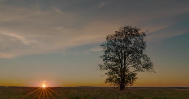 Gün batımında bir tarladaki yalnız bir ağacın etrafında aşırı hız yapmak, güzel bir zaman atlaması, sonbahar manzarası. — Stok video