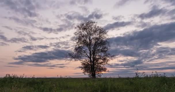 Gün batımında bir tarladaki yalnız bir ağacın etrafında aşırı hız yapmak, güzel bir zaman atlaması, sonbahar manzarası, video döngüsü. — Stok video