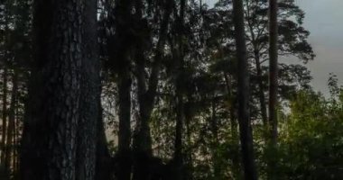 Çam ormanında sonbahar gündoğumu, hızlandırılmış sürat, 4k video