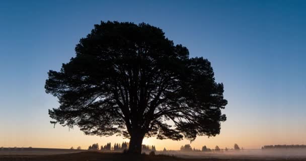 Mlhavý východ slunce na poli s krásnou větvovitou borovicí, časový odstup — Stock video
