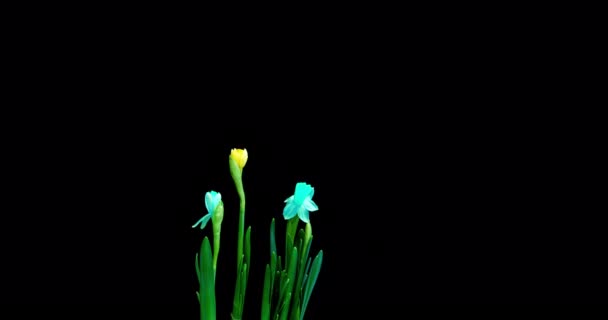 Time lapse rodaje del crecimiento y floración de un ramo de narcisos azules y amarillos sobre un fondo negro, vídeo 4k. Hermosas flores inusuales. — Vídeo de stock