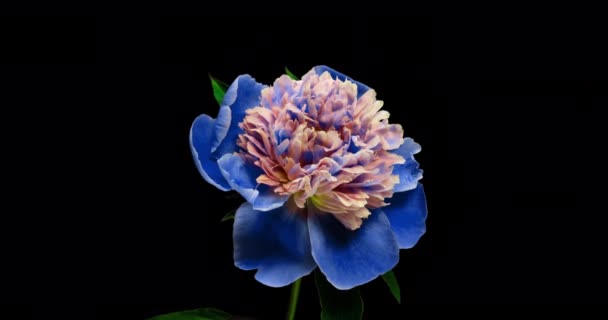 Fundo Peony azul bonito. Floração peônia flor aberta, lapso de tempo 4K UHD vídeo timelapse — Vídeo de Stock