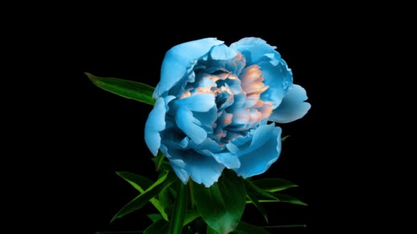 Fundo Peony azul bonito. Floração peônia flor aberta, lapso de tempo 4K UHD vídeo timelapse — Vídeo de Stock