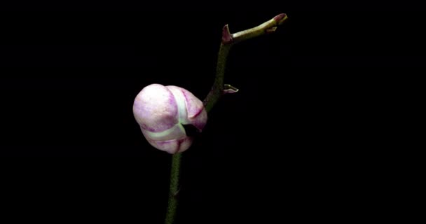 Time-lapse otwarcia trzy kwiaty storczyki 4K na czarnym tle. — Wideo stockowe