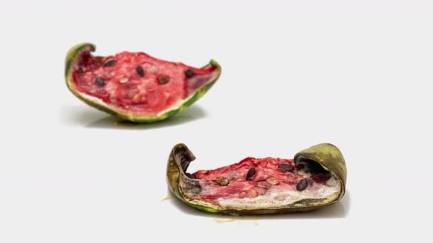 Piece of ripe watermelon rotting on white background, slow motion, educational cognitive video, time inversion loop video — Stock Video